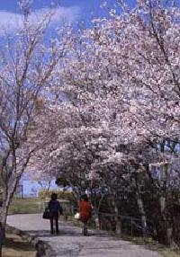 眉山公園さくらギャラリー4