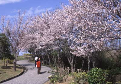 眉山公園の桜の開花状況の写真