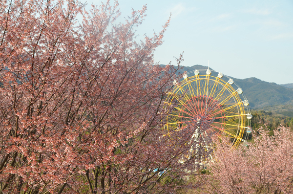 とくしま植物園の蜂須賀桜の全景写真