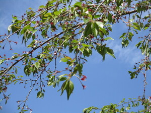 西部公園のしだれ桜のアップ写真