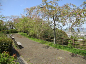 西部公園のしだれ桜の全景写真