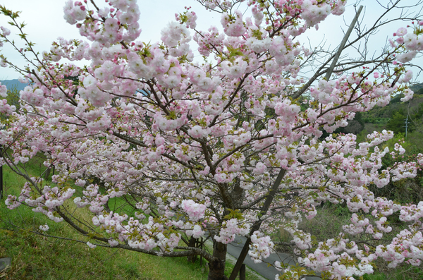 とくしま植物園のボタンザクラの全景写真