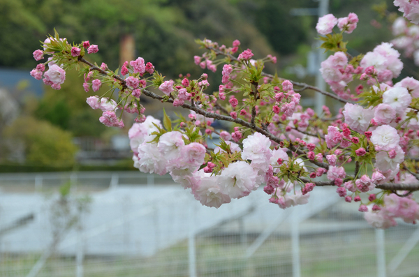 とくしま植物園のボタンザクラのアップ写真