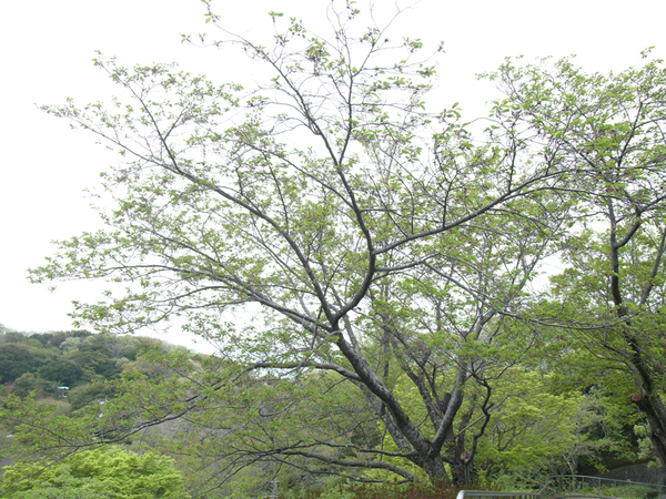 眉山公園（カスケード）のソメイヨシノの全景写真