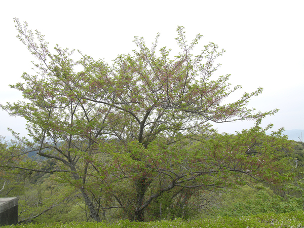 眉山公園（パゴダ西）のソメイヨシノの全景写真