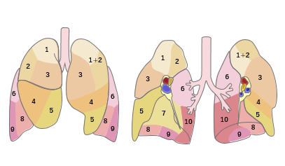肺区域の図解