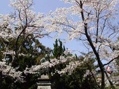 眉山・大滝山の桜の開花状況の写真