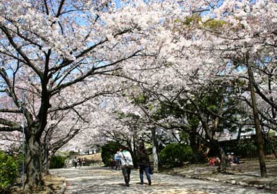 徳島中央公園の桜の開花状況の写真