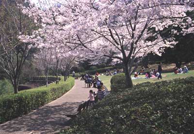 西部公園の桜の開花状況の写真