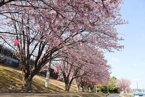 徳島中央公園 助任川沿いの桜の全景写真