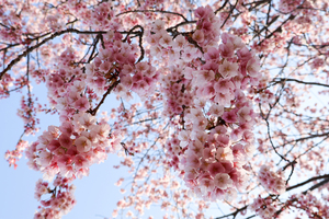 徳島中央公園 助任川沿いの桜のアップ写真