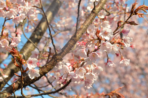 とくしま植物園の蜂須賀桜のアップ写真