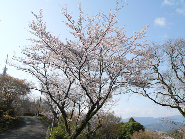 眉山公園（カスケード）のソメイヨシノの全景写真