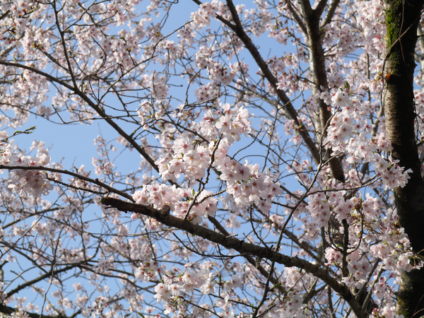 眉山公園（カスケード）のソメイヨシノのアップ写真