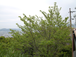 眉山公園（パゴダ東）のソメイヨシノの全景写真