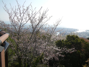 眉山公園（パゴダ東）のソメイヨシノの全景写真