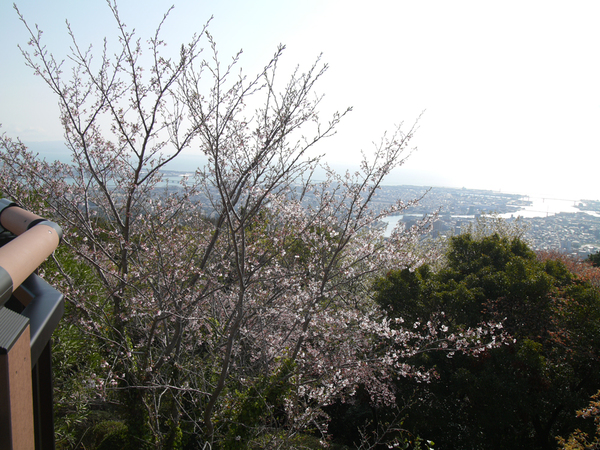 眉山公園（パゴダ東）のソメイヨシノの全景写真