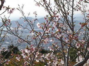 眉山公園（パゴダ東）のソメイヨシノのアップ写真