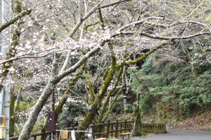 大滝山のソメイヨシノの全景写真
