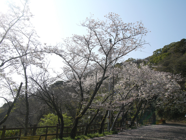 大滝山のソメイヨシノの全景写真