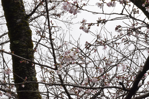 大滝山のソメイヨシノのアップ写真