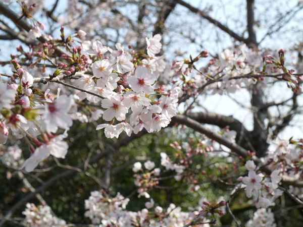 大滝山のソメイヨシノのアップ写真
