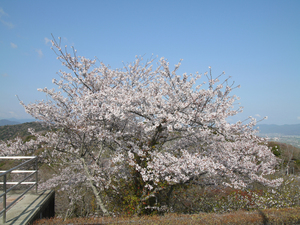 眉山公園（パゴダ西）のソメイヨシノの全景写真