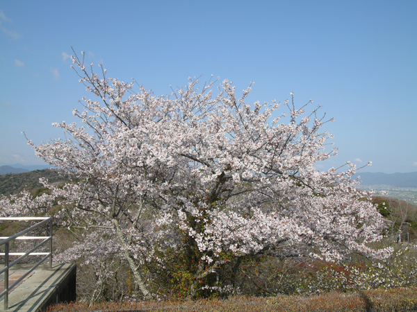 眉山公園（パゴダ西）のソメイヨシノの全景写真