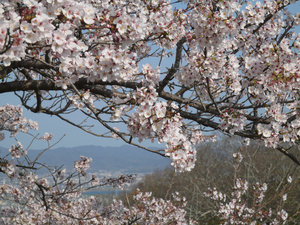 眉山公園（パゴダ西）のソメイヨシノのアップ写真