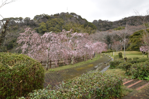 西部公園のしだれ桜の全景写真