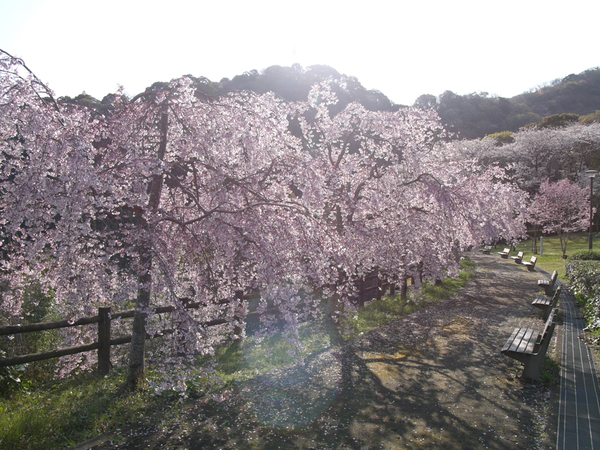 西部公園のしだれ桜の全景写真