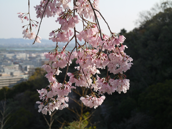 西部公園のしだれ桜のアップ写真