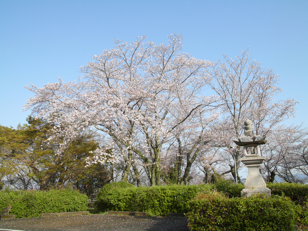西部公園のソメイヨシノの全景写真