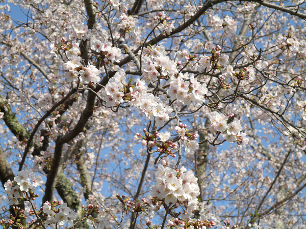 西部公園のソメイヨシノのアップ写真