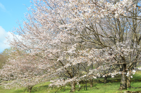 とくしま植物園のソメイヨシノの全景写真