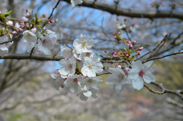 とくしま植物園のソメイヨシノのアップ写真