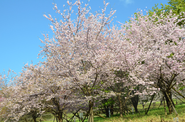 とくしま植物園の阿波雅の全景写真