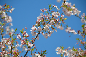 とくしま植物園の阿波雅のアップ写真