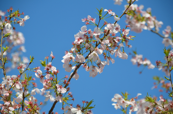 とくしま植物園の阿波雅のアップ写真