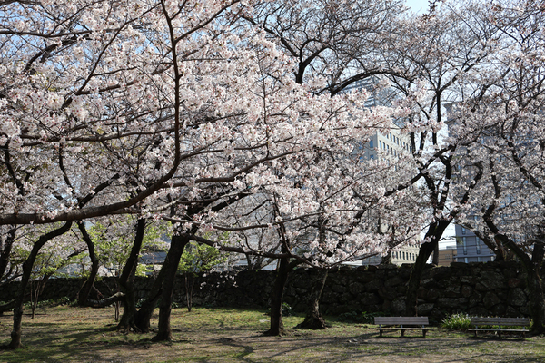 徳島中央公園のソメイヨシノの全景写真