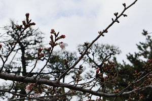 徳島中央公園のソメイヨシノのアップ写真
