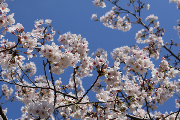 徳島中央公園のソメイヨシノのアップ写真