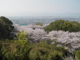 西部公園さくらギャラリー8