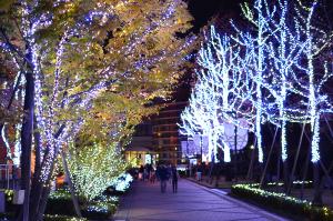 徳島文理大学の木々に装飾したLEDイルミネーションの写真