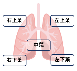 肺葉の図解