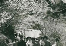 天神社から眉山へ上る途中の桜並木の写真